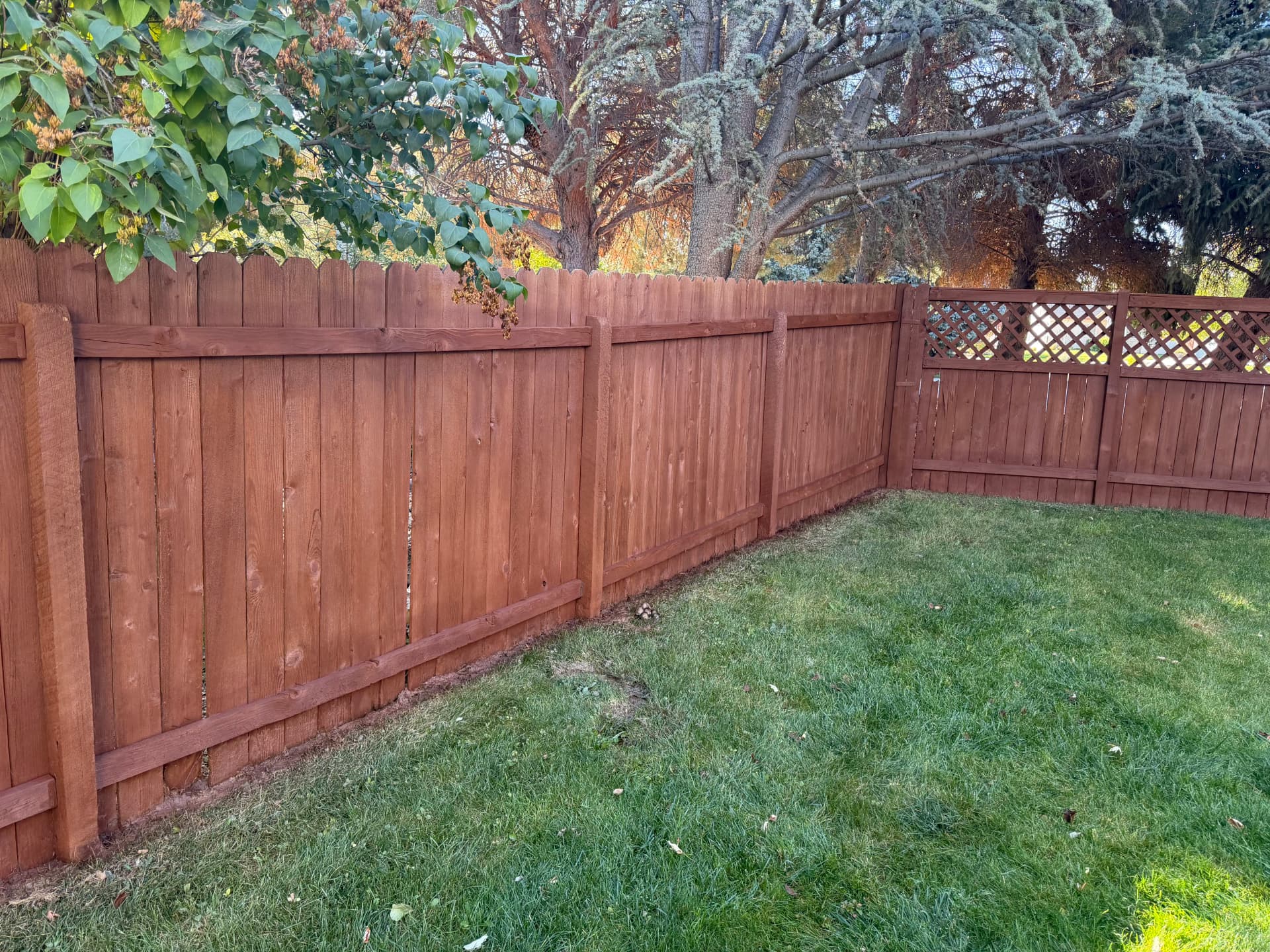 Wood Fence Staining That Actually Protects the Wood image